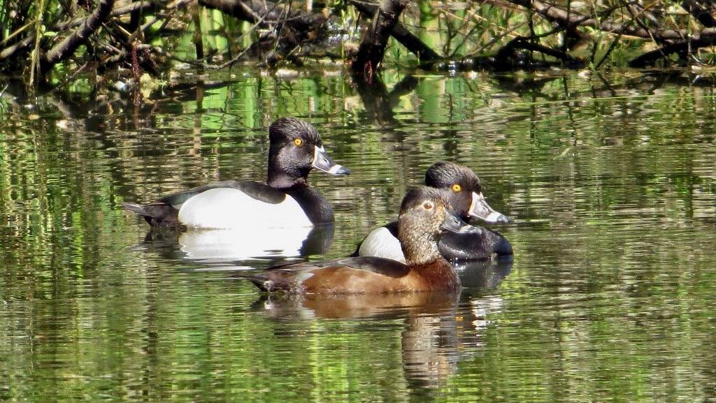 Ring-necked Duck by Birdman of Beaverton is licensed under CC BY-NC-SA 2.0.